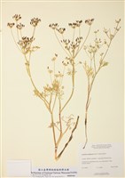 藏品(歐洲山芹)的圖片